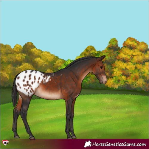 Horse Color:Brown Appaloosa 