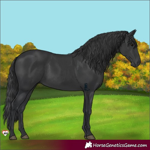 Horse Color:Black 