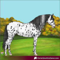 Horse Color:Black Appaloosa