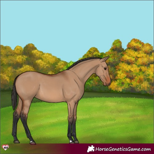 Horse Color:Bay Dun 