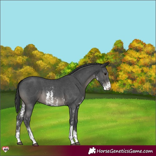 Horse Color:Black Sabino 