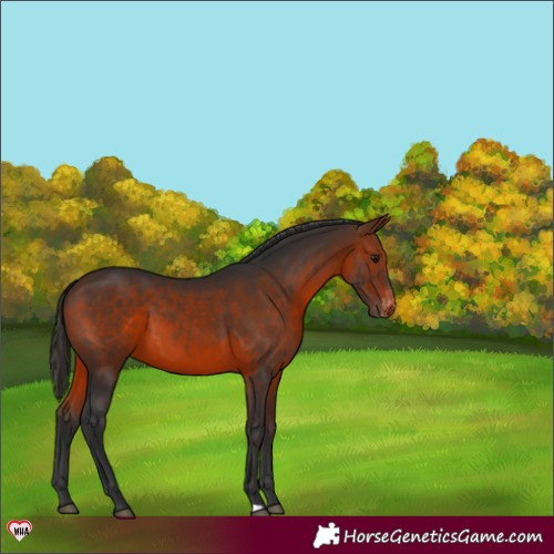 Horse Color:Brown Varnish 