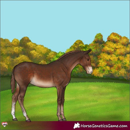 Horse Color:Liver Chestnut Sabino Appaloosa 