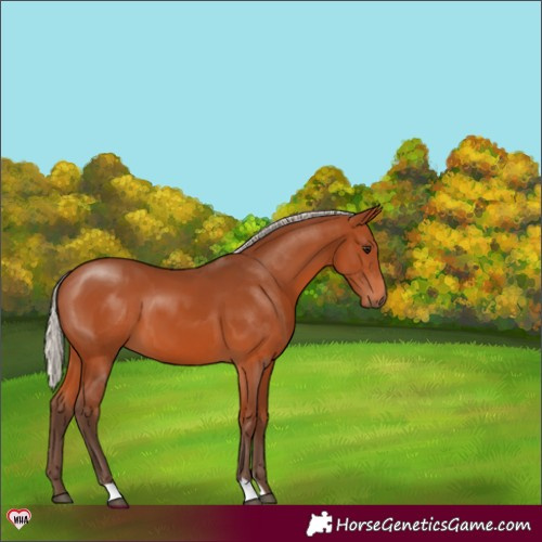 Horse Color:Silver Bay 