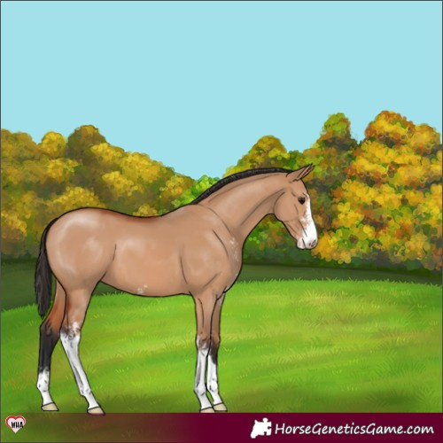 Horse Color:Bay Dun Sabino 