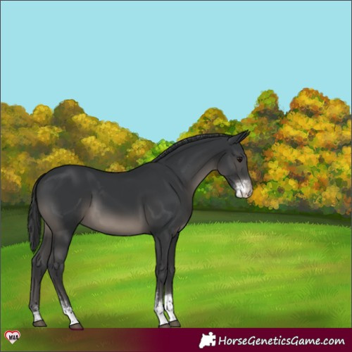 Horse Color:Black Sabino Appaloosa 