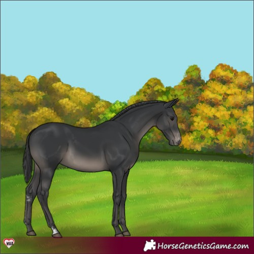 Horse Color:Black Sabino Varnish 