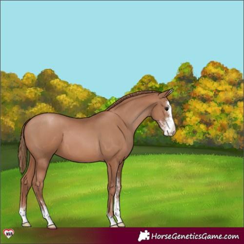 Horse Color:Black Pearl Sabino Varnish 
