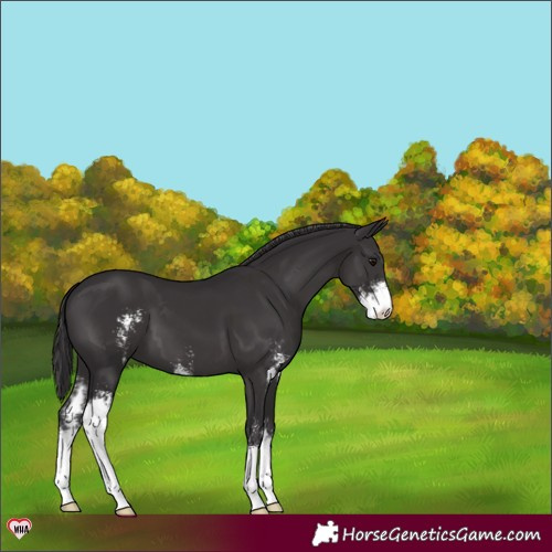 Horse Color:Smoky Black Sabino 