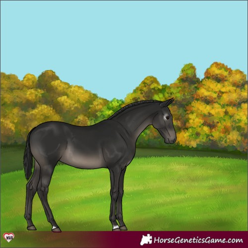 Horse Color:Gray Smoky Black 