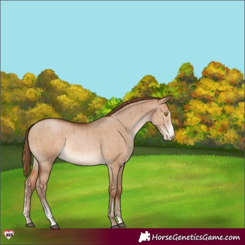 Horse Color:Brown Pearl Dun Sabino Brindle 