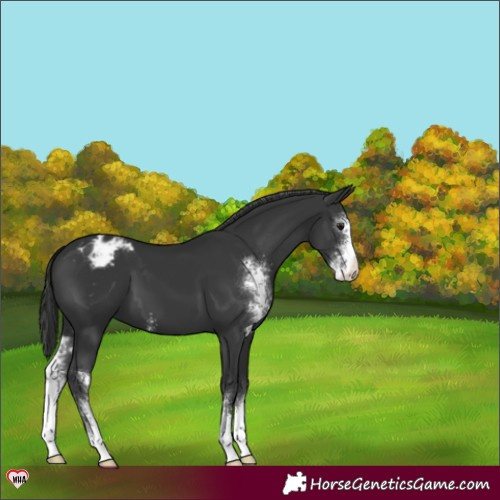 Horse Color:Black Sabino Appaloosa 