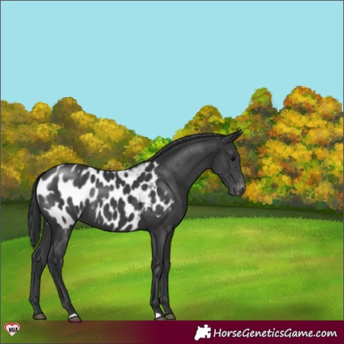 Horse Color:Black Appaloosa Rabicano 