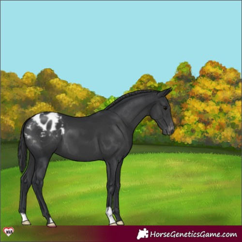 Horse Color:Black Appaloosa 