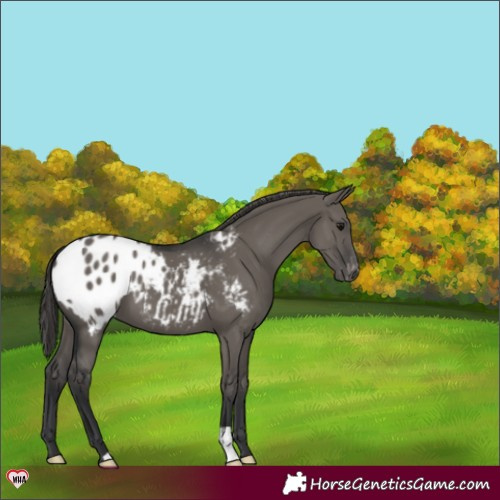 Horse Color:Grullo Varnish 