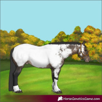 Horse Color:Brown Dun Tobiano Appaloosa