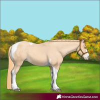 Horse Color:Gold Champagne Tobiano Appaloosa 