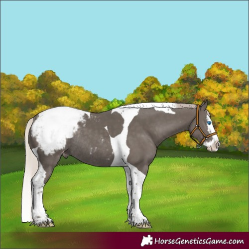 Horse Color:Silver Black Splash Tobiano Appaloosa Rabicano