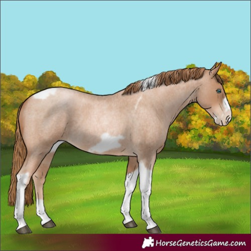 Horse Color:Red Roan Pearl Tobiano Frame 