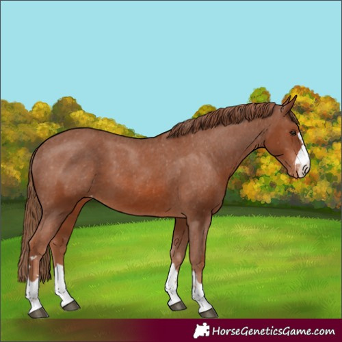 Horse Color:Chestnut Appaloosa 