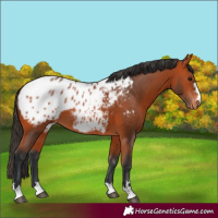 Horse Color:Bay Blanket 