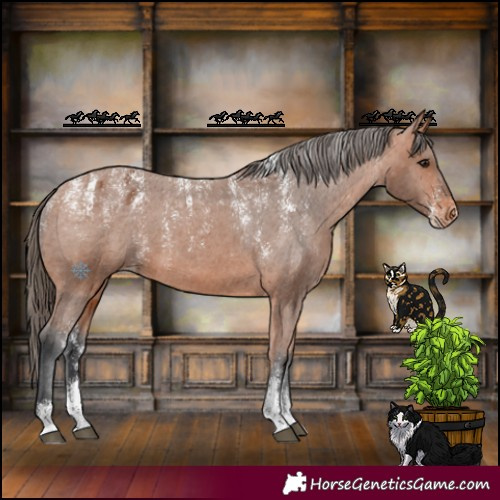 Horse Color:Powder White Bay Appaloosa