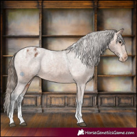 Horse Color:Powder White Bay Appaloosa 