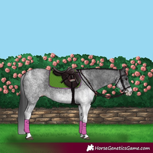 Horse Color:White Spotted Blue Roan Appaloosa