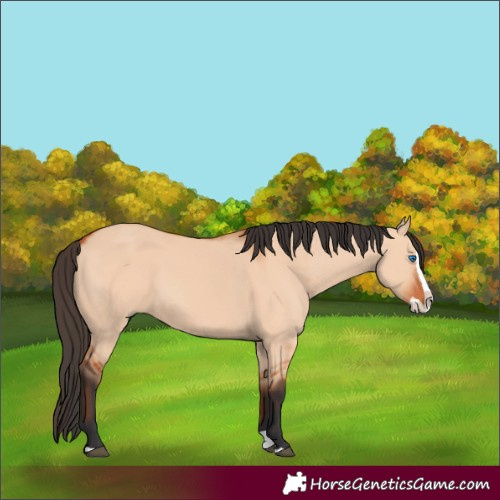 Horse Color:Bay Dun Splash 