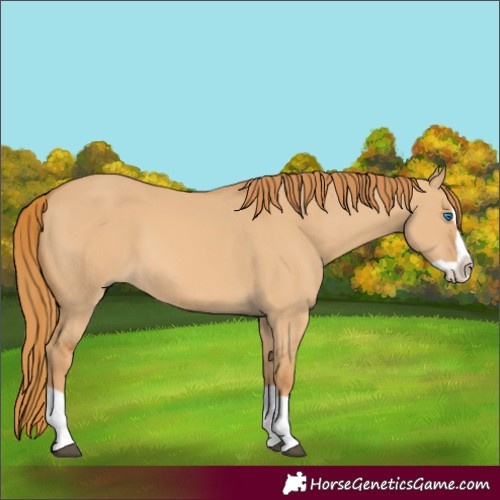 Horse Color:Red Dun Splash 