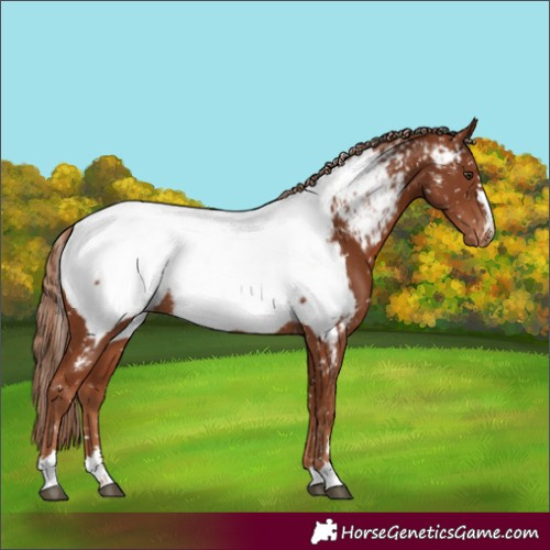 Horse Color:Chestnut Appaloosa