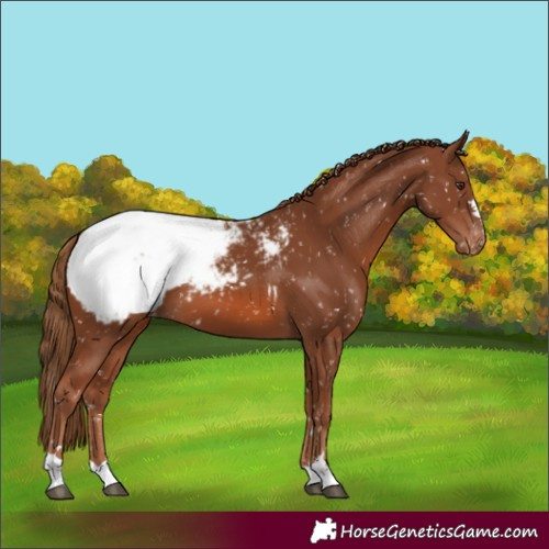 Horse Color:Chestnut Appaloosa
