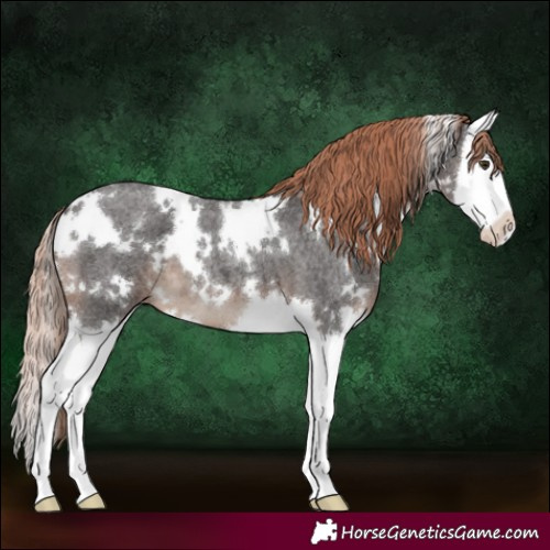 Horse Color:White Spotted Liver Red Roan Splash 