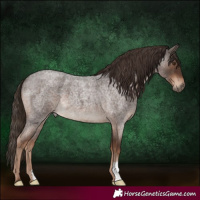 Horse Color:Liver Red Roan 