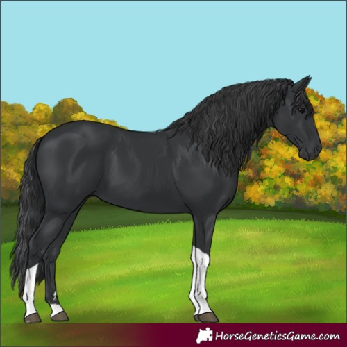 Horse Color:Black Tobiano 