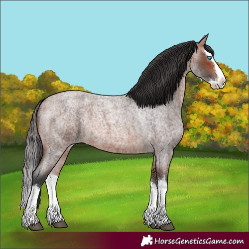 Horse Color:Bay Roan Splash 