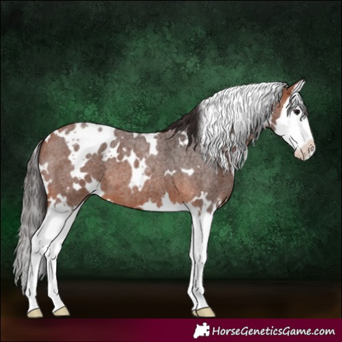 Horse Color:White Spotted Bay Roan Splash 