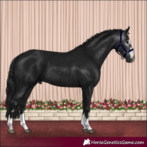 Horse Color:Gray Black 