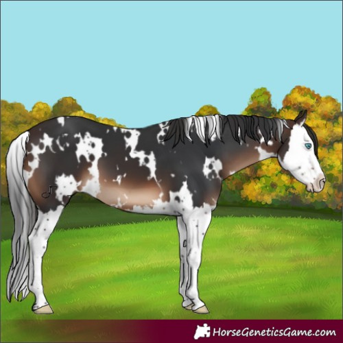 Horse Color:White Spotted Brown Splash 