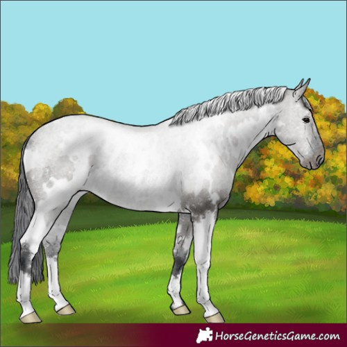 Horse Color:White Spotted Grullo 