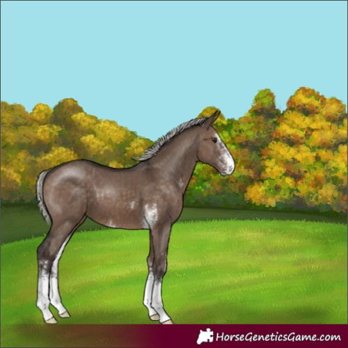 Horse Color:Silver Brown Dun Sabino 