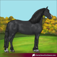 Horse Color:Black 