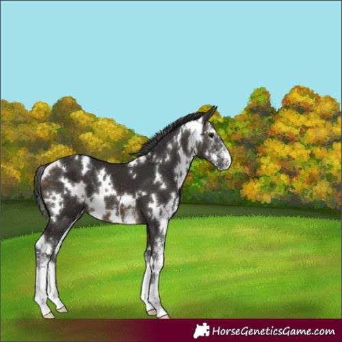 Horse Color:White Spotted Buckskin Sabino 