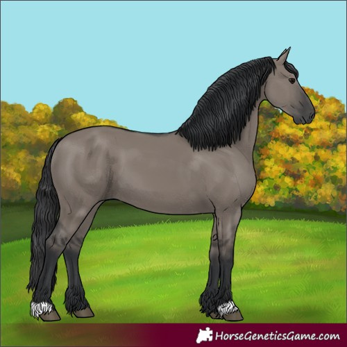 Horse Color:Grullo 