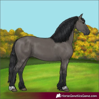 Horse Color:Grullo 