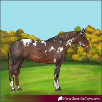 Horse Color:White Spotted Liver Chestnut Tobiano Varnish Rabicano 