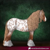 Horse Color:Red Roan Appaloosa 