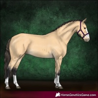 Horse Color:Buckskin 