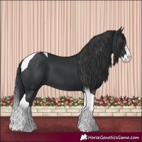 Horse Color:Black Splash Tobiano 