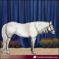 Horse Color:Silver Buckskin Roan Pearl Dun 